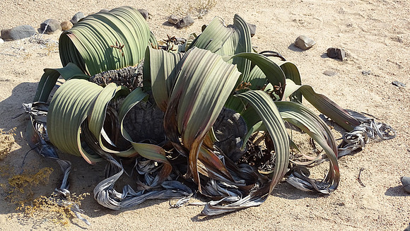 Rare Welwitschia Mirabilis Plant