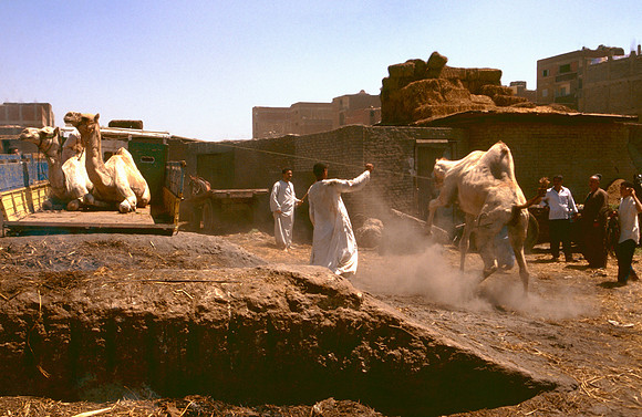 The Cairo camel market (Sug al Gimaal)