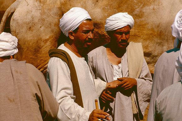 The Cairo camel market (Sug al Gimaal)