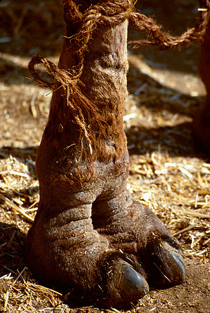 The Cairo camel market (Sug al Gimaal)