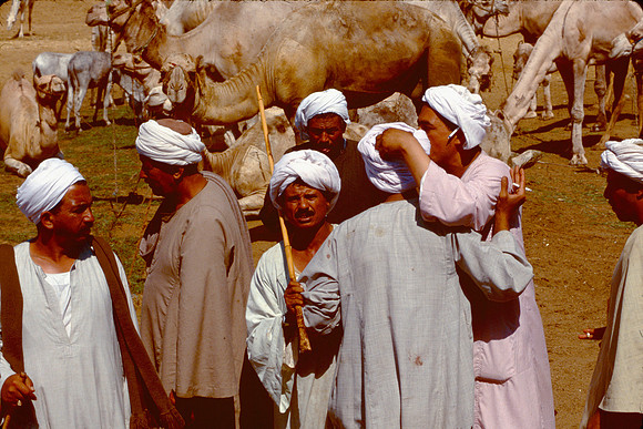 The Cairo camel market (Sug al Gimaal)
