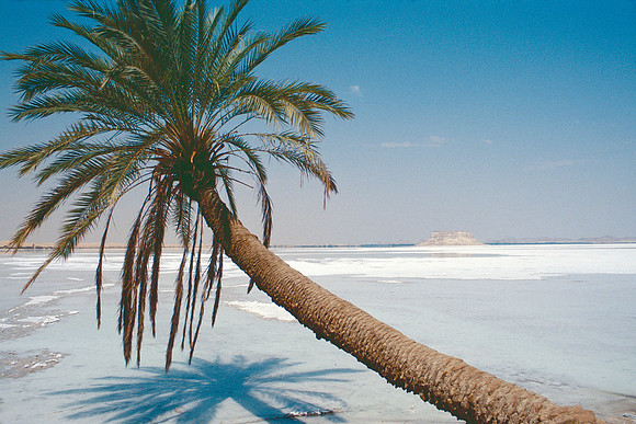 The Oasis at Siwa, Egypt
