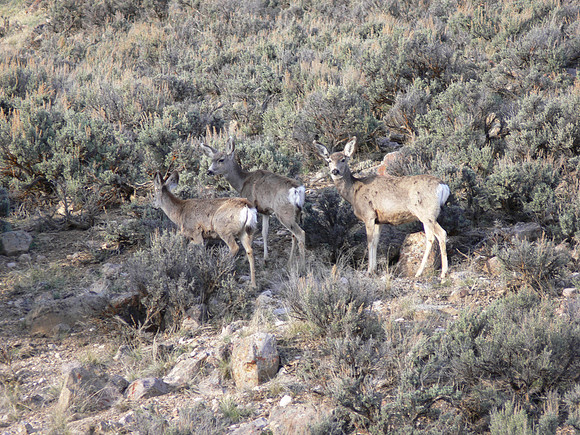 UtahTW2007 540.jpg