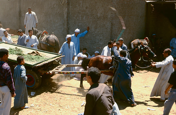 The Cairo camel market (Sug al Gimaal)