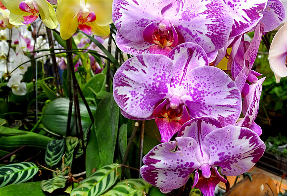Da Lat Flower Park