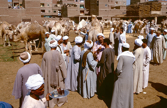 The Cairo camel market (Sug al Gimaal)