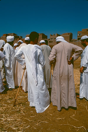 The Cairo camel market (Sug al Gimaal)