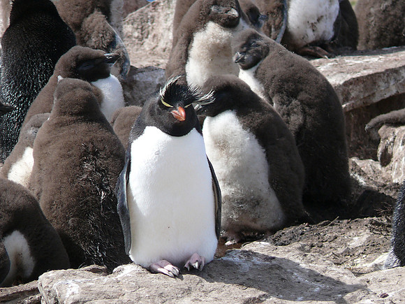 Stanley, Falkland Islands / Islas Malvinas