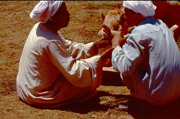 The Cairo camel market (Sug al Gimaal)