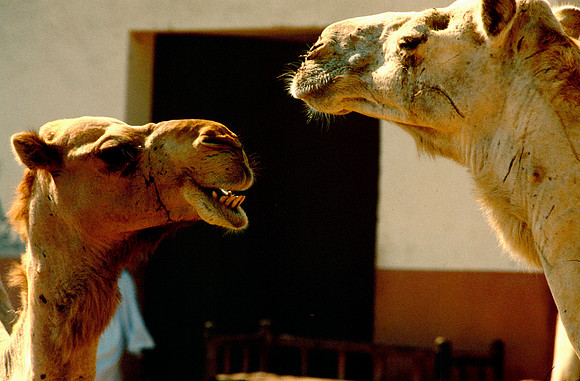 The Cairo camel market (Sug al Gimaal)