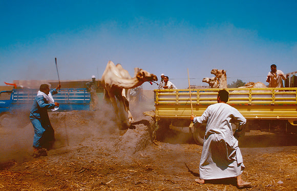 The Cairo camel market (Sug al Gimaal)