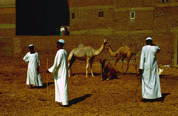 The Cairo camel market (Sug al Gimaal)