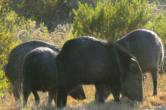 Small herd of javelinas in Big Bend National Park, West Texas