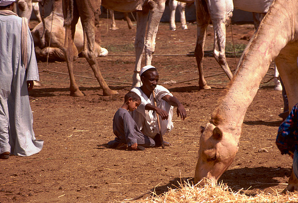 The Cairo camel market (Sug al Gimaal)