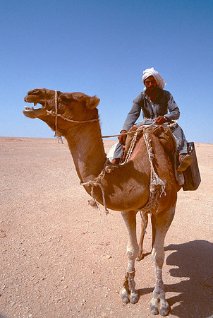 The Oasis at Siwa, Egypt