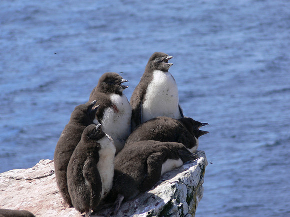 Stanley, Falkland Islands / Islas Malvinas