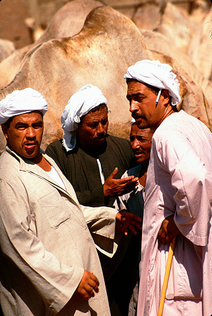 The Cairo camel market (Sug al Gimaal)