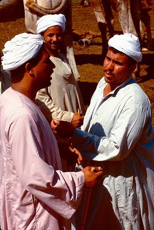 The Cairo camel market (Sug al Gimaal)