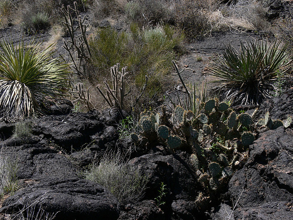 Valley of Fires Recreation Area - New Mexico