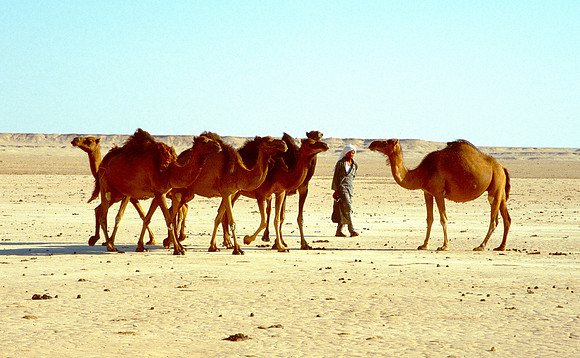 The Oasis at Siwa, Egypt