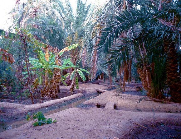 The Oasis at Siwa, Egypt