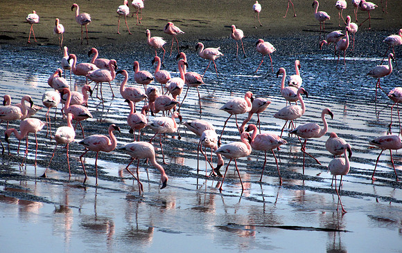 Flamingo's of Namibia