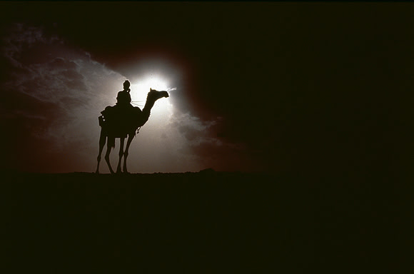 Camel silhouetted in dust storm.