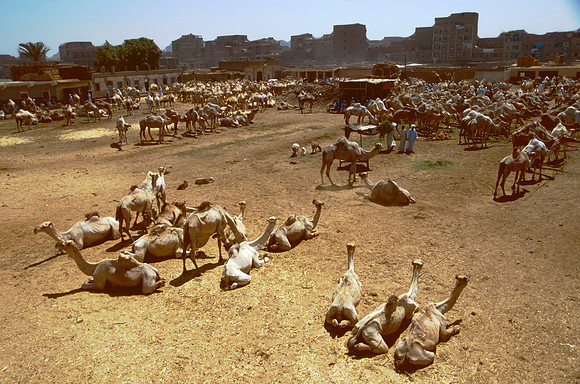 The Cairo camel market (Sug al Gimaal)