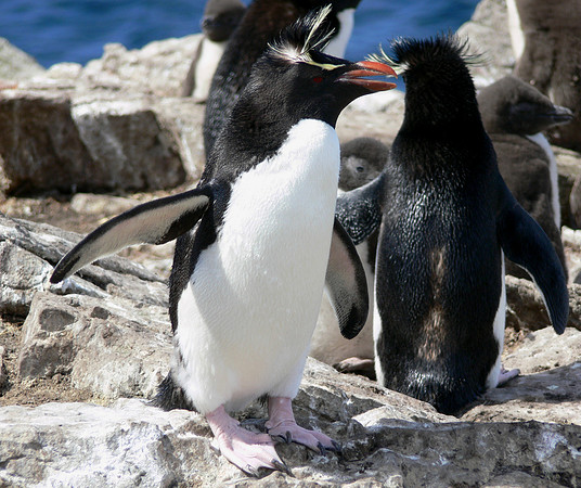 Stanley, Falkland Islands / Islas Malvinas