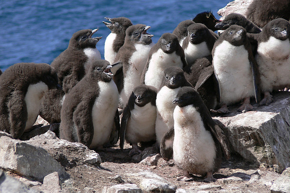 Stanley, Falkland Islands / Islas Malvinas