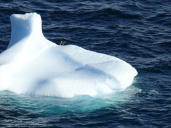 One lone penguin on iceberg