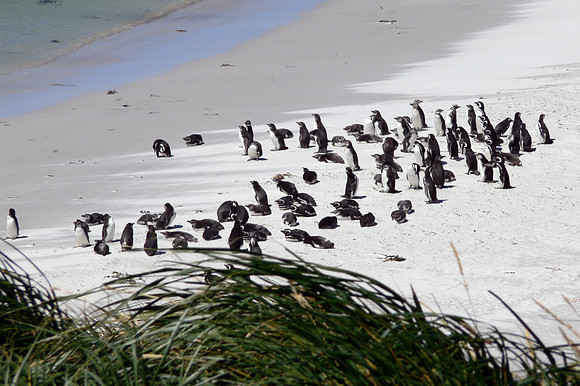 Stanley, Falkland Islands / Islas Malvinas
