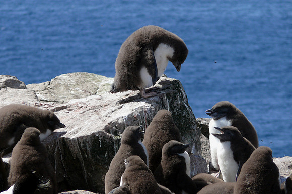 Stanley, Falkland Islands / Islas Malvinas
