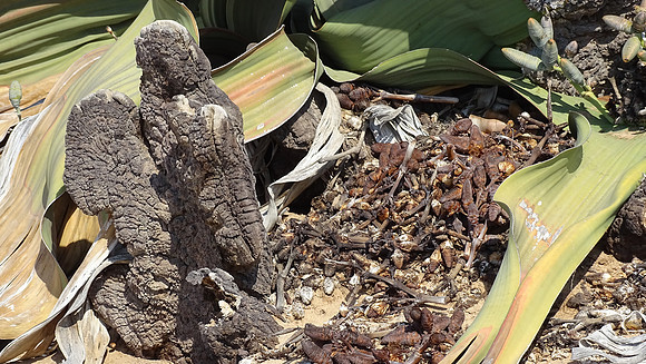 Rare Welwitschia Mirabilis Plant