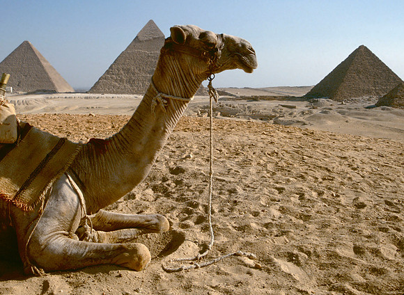 Camel and view of the Giza Pyramids.