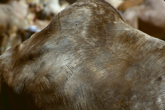 The Cairo camel market (Sug al Gimaal)