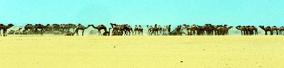 This large caravan is headed to Cairo.