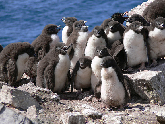 Stanley, Falkland Islands / Islas Malvinas