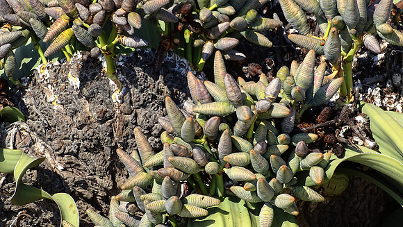 Rare Welwitschia Mirabilis Plant