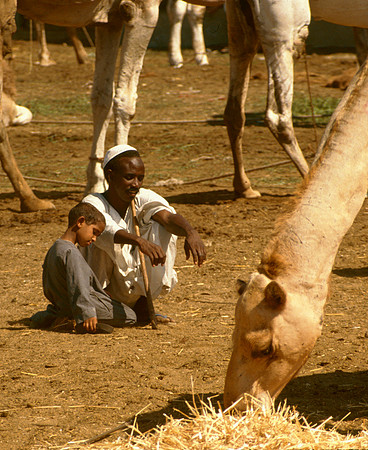 The Cairo camel market (Sug al Gimaal)