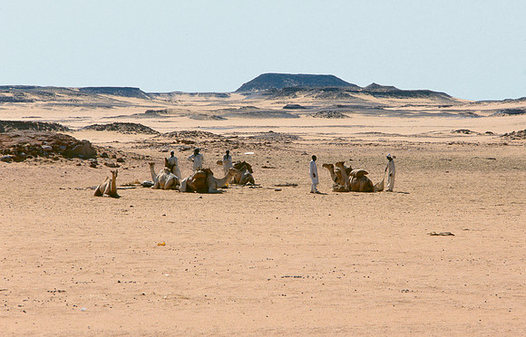 A small camel caravan.