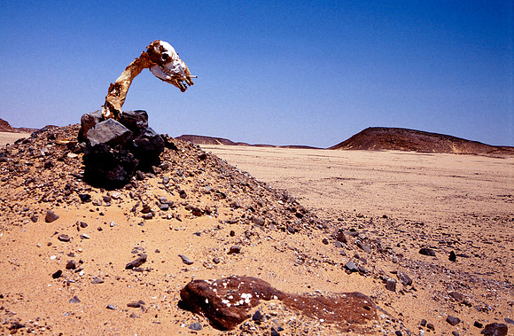 A petrified camel head on the road to Abu Simbel.